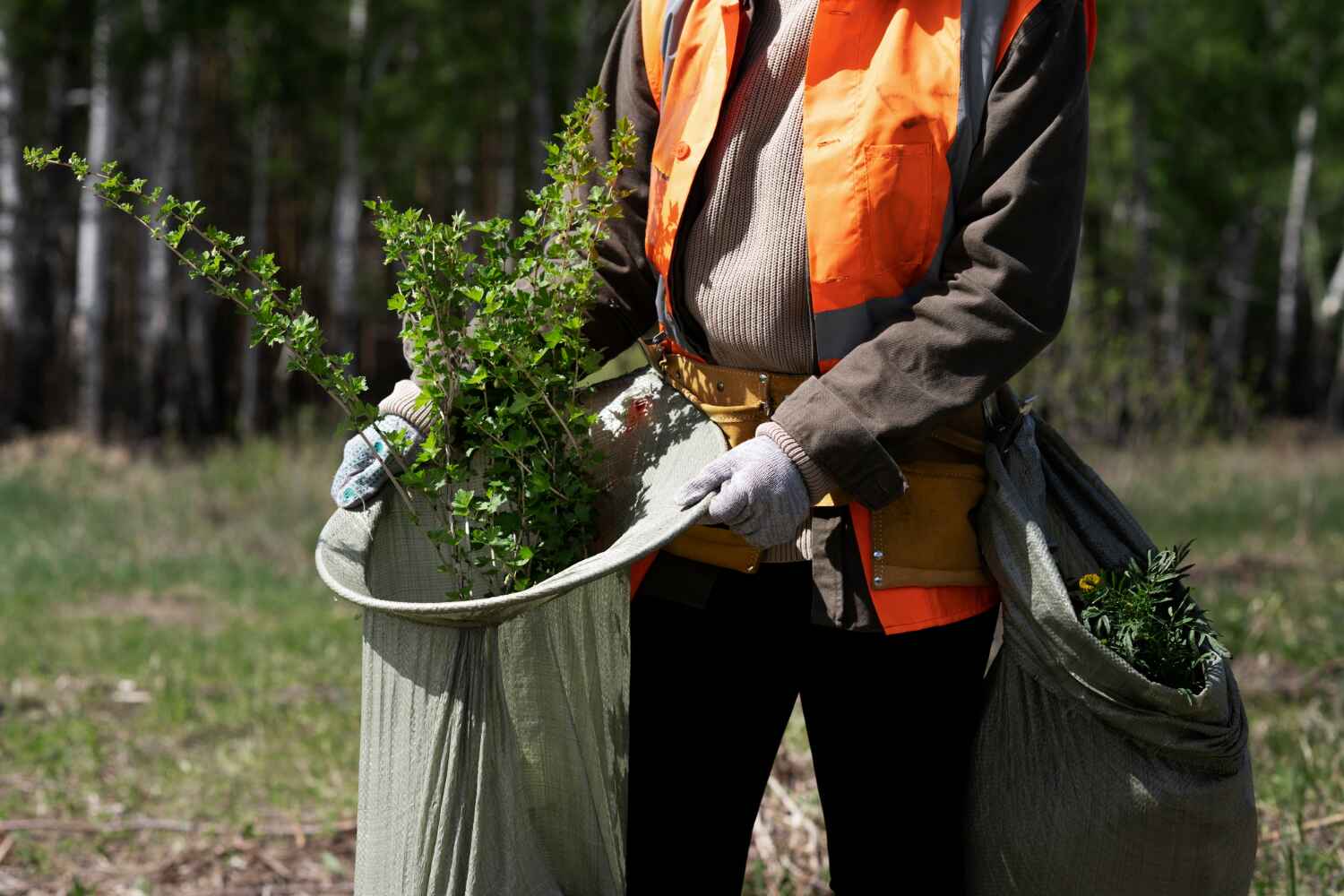 Trusted Utica, MI Tree Service Experts